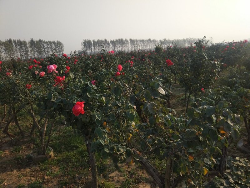 【月季】南阳高杆月季河南南阳苗木基地直销品种齐全存活率高