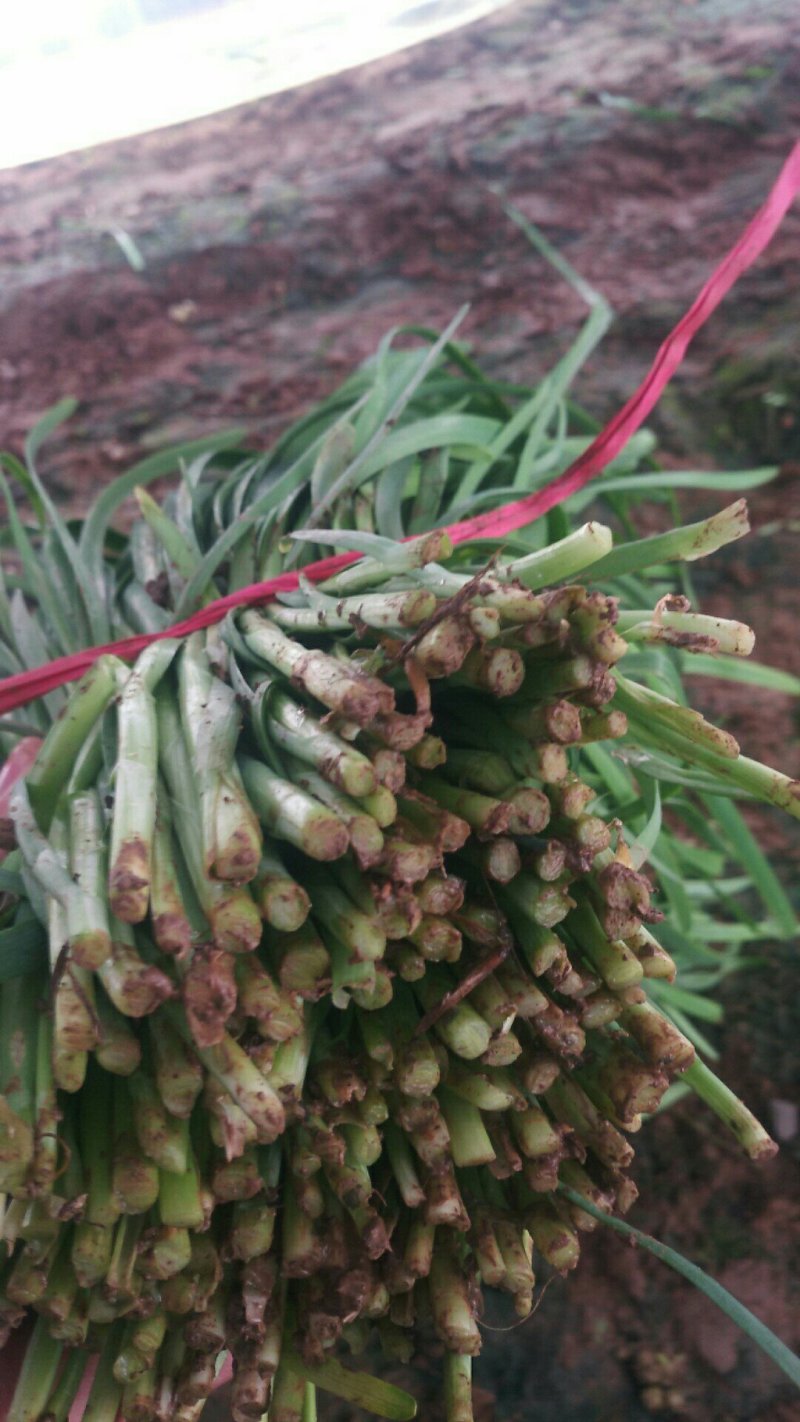 好韭菜一上市上市，谁需要的可以联系