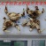 白芨