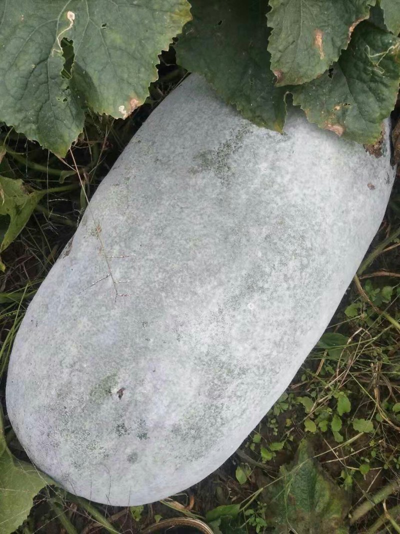 白冬瓜