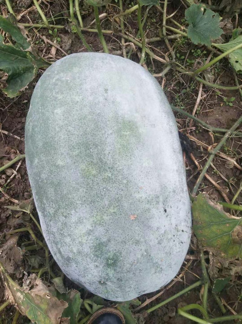 白冬瓜