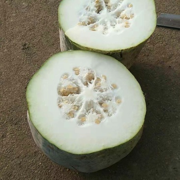 白冬瓜