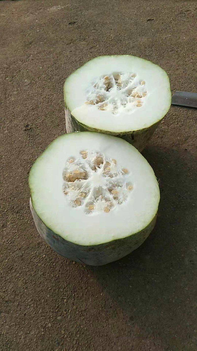 白冬瓜