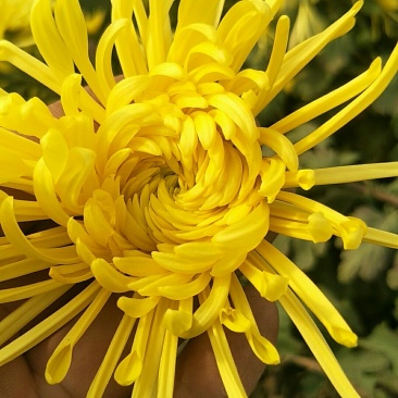金丝皇菊茶