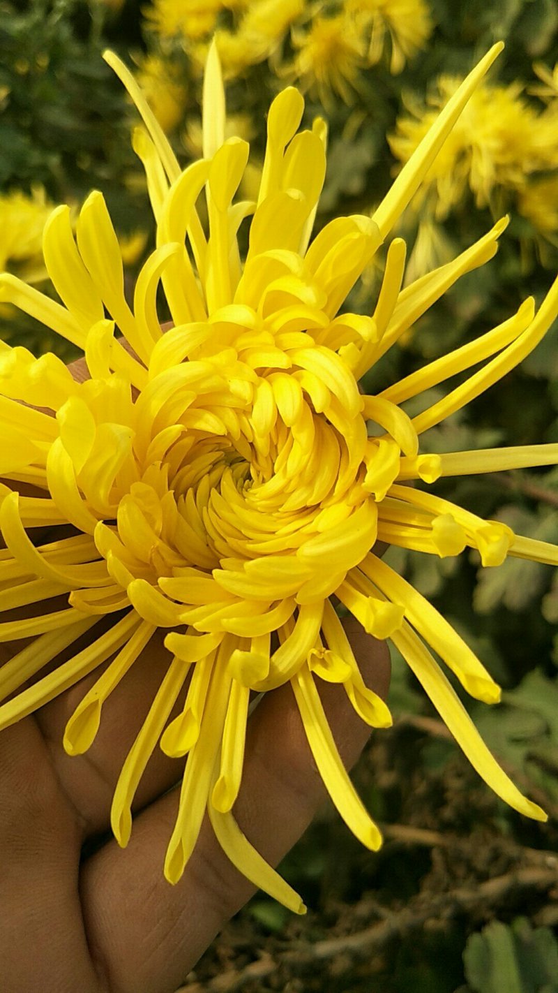 金丝皇菊茶
