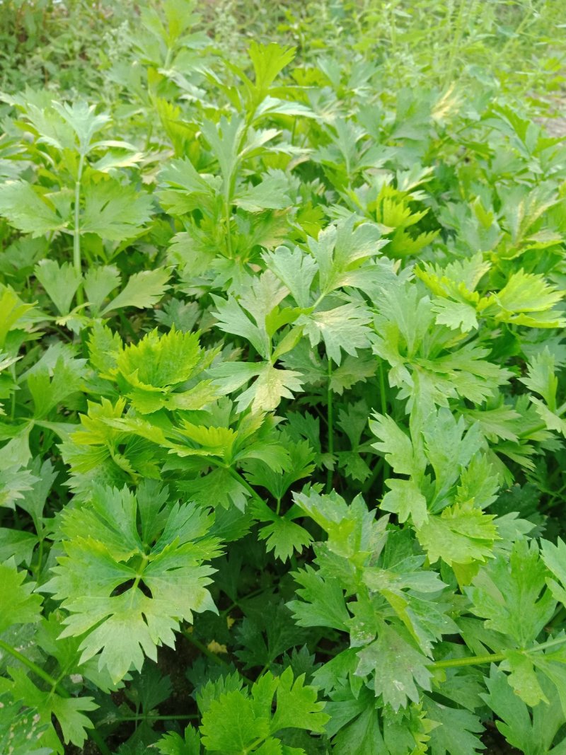 芹菜茼蒿