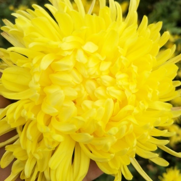 金丝皇菊，