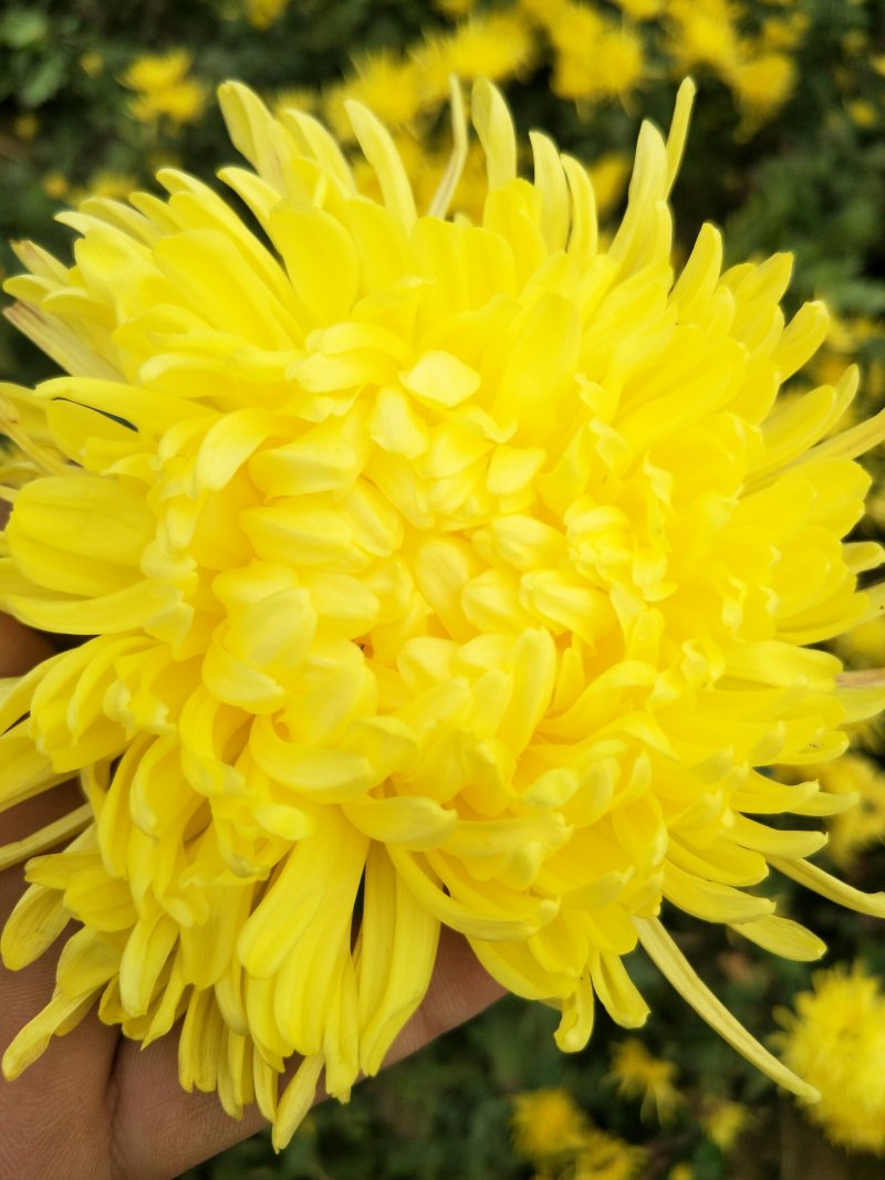 金丝皇菊，