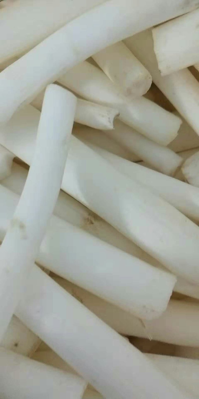 寇脱、离南、活莌、倚商、通脱木、葱草、白通草