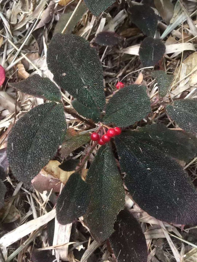 虎舌红
