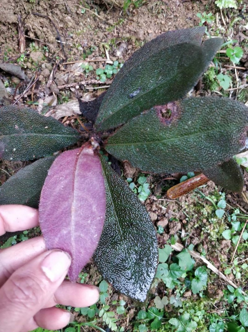 虎舌红