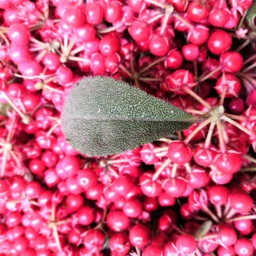 虎舌红