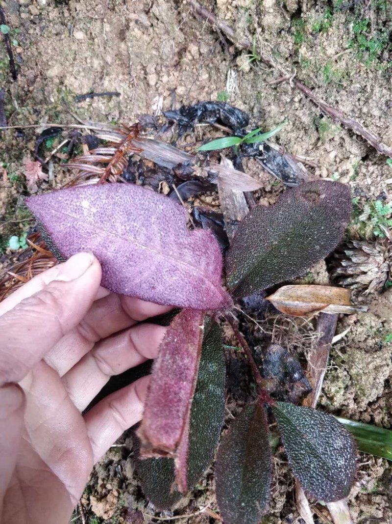虎舌红