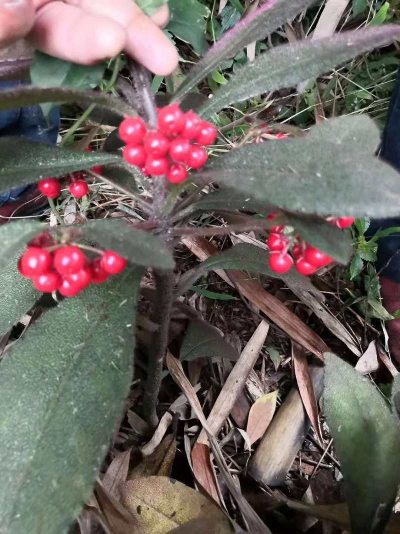 虎舌红