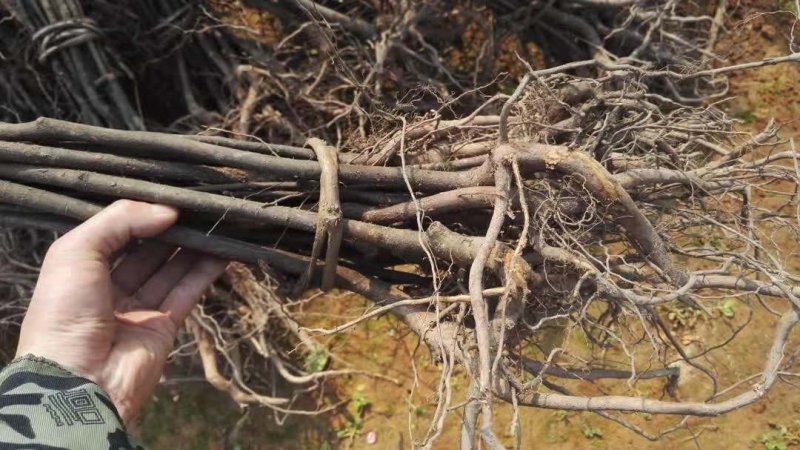 特色水果四照花果树苗石枣树种苗山荔枝实生裸根苗