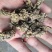 密蒙花四川干货人工种植包邮