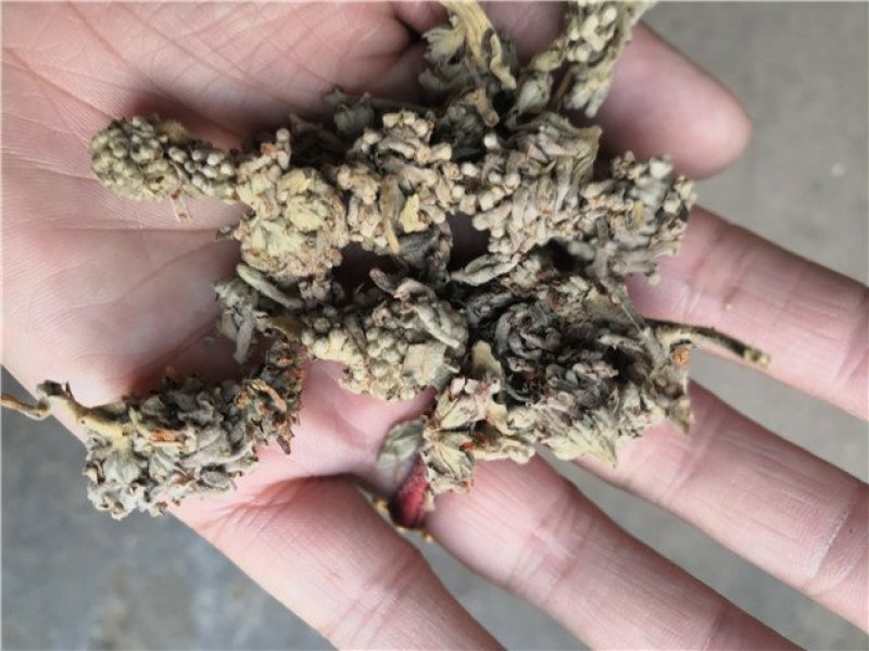 密蒙花四川干货人工种植包邮