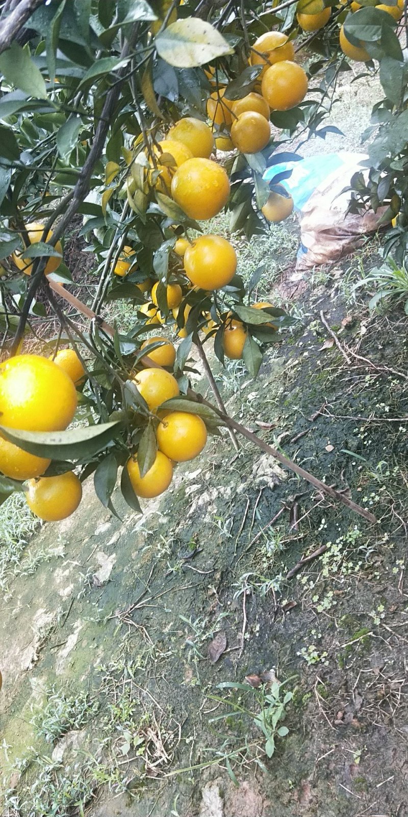 皇帝柑，沃柑，冒谷柑，红江澄，砂糖橘