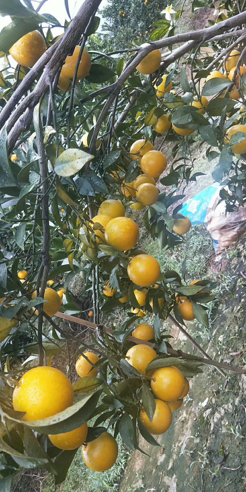皇帝柑，沃柑，冒谷柑，红江澄，砂糖橘