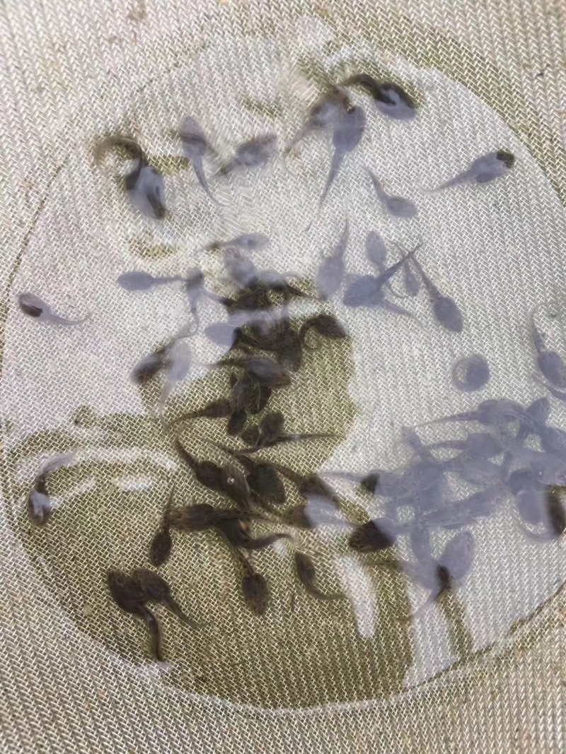 蝌蚪苗