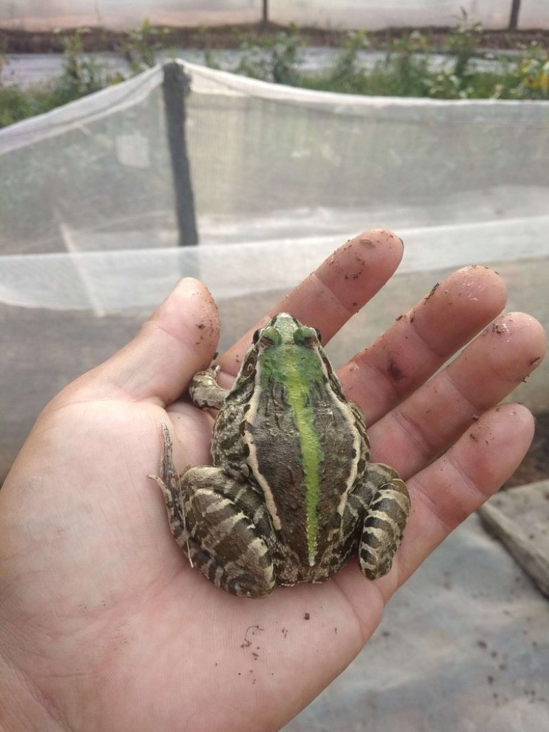 蝌蚪苗