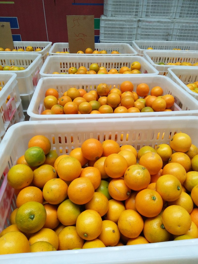 冰糖橙供应各种规格橙子🍊