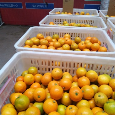 冰糖橙供应各种规格橙子🍊