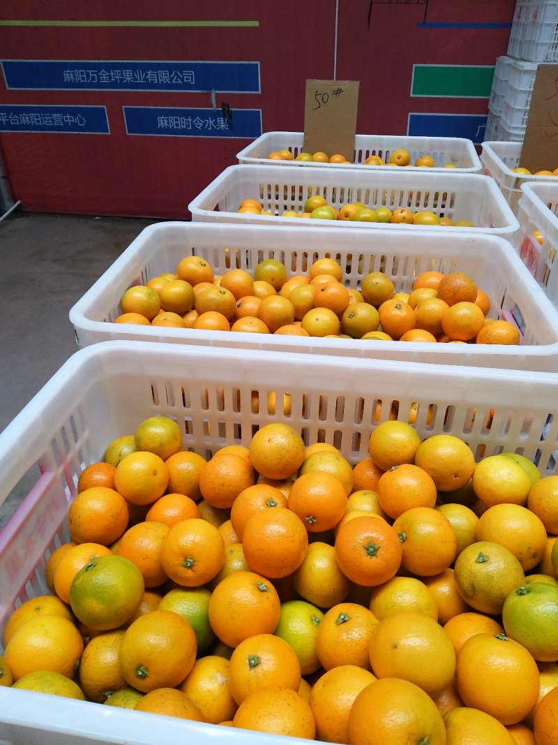 冰糖橙供应各种规格橙子🍊