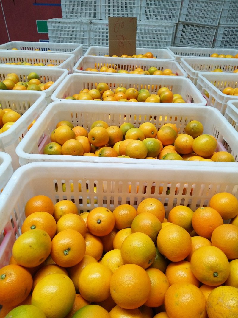 冰糖橙供应各种规格橙子🍊