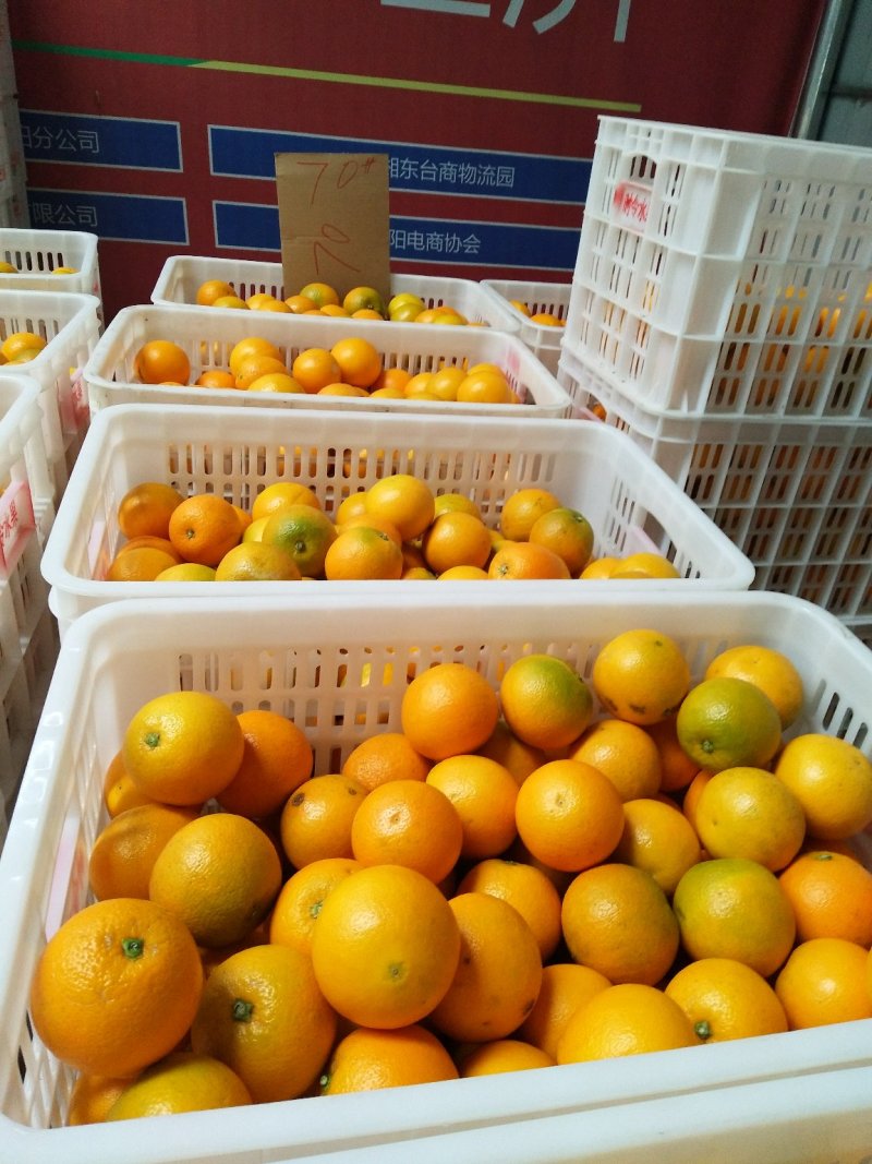 冰糖橙供应各种规格橙子🍊
