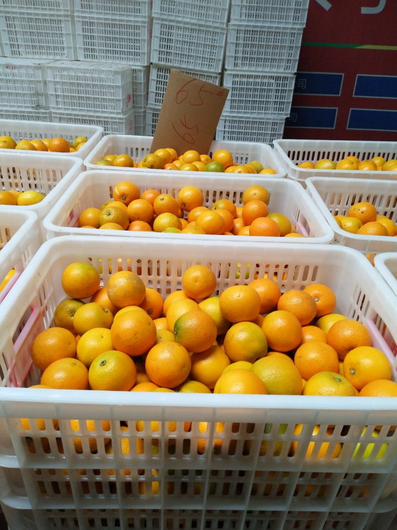 冰糖橙供应各种规格橙子🍊