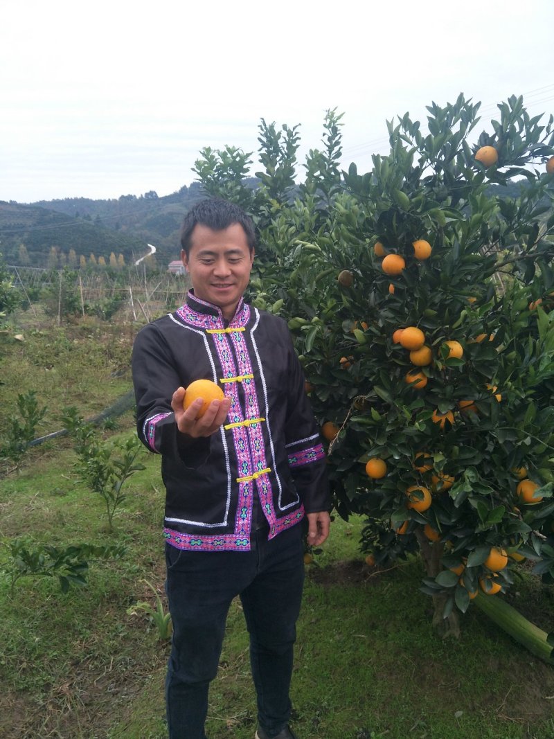 冰糖橙供应各种规格橙子🍊