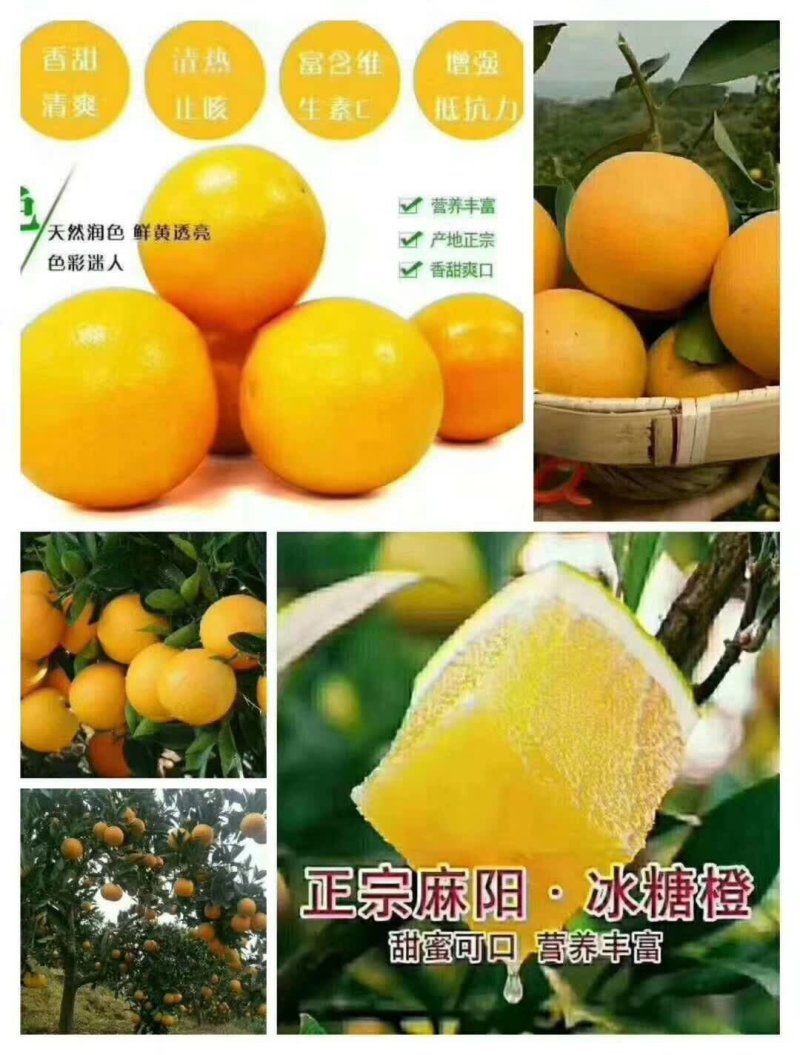 冰糖橙供应各种规格橙子🍊