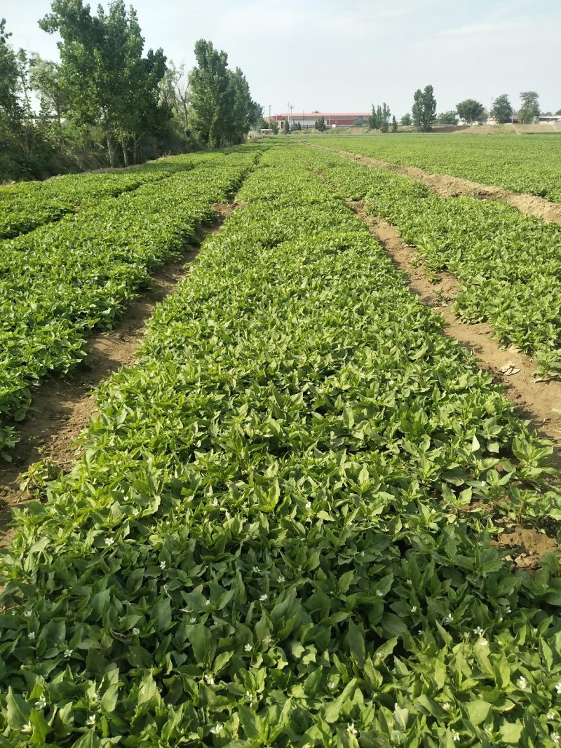 供应小桃叶小柳叶半夏秧苗种球根茎