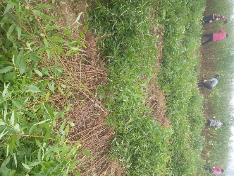 毛桃树苗小规格嫁接用0.5以上含1公分另有1-3公分