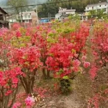 映山红树桩