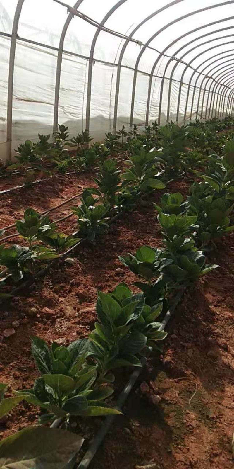 绣球花（八仙花）