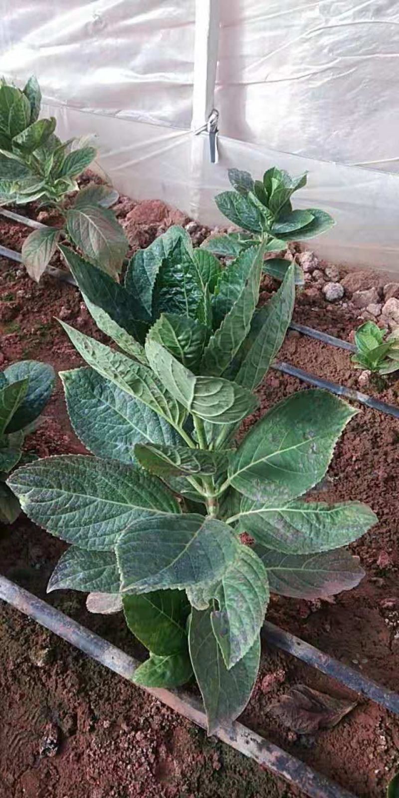 绣球花（八仙花）
