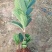 绣球花（八仙花）