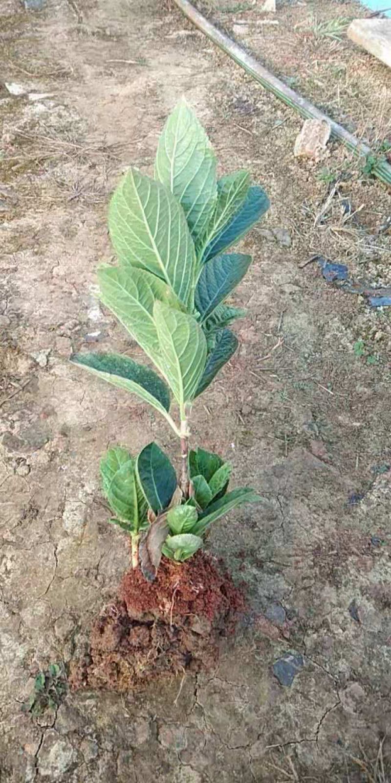 绣球花（八仙花）