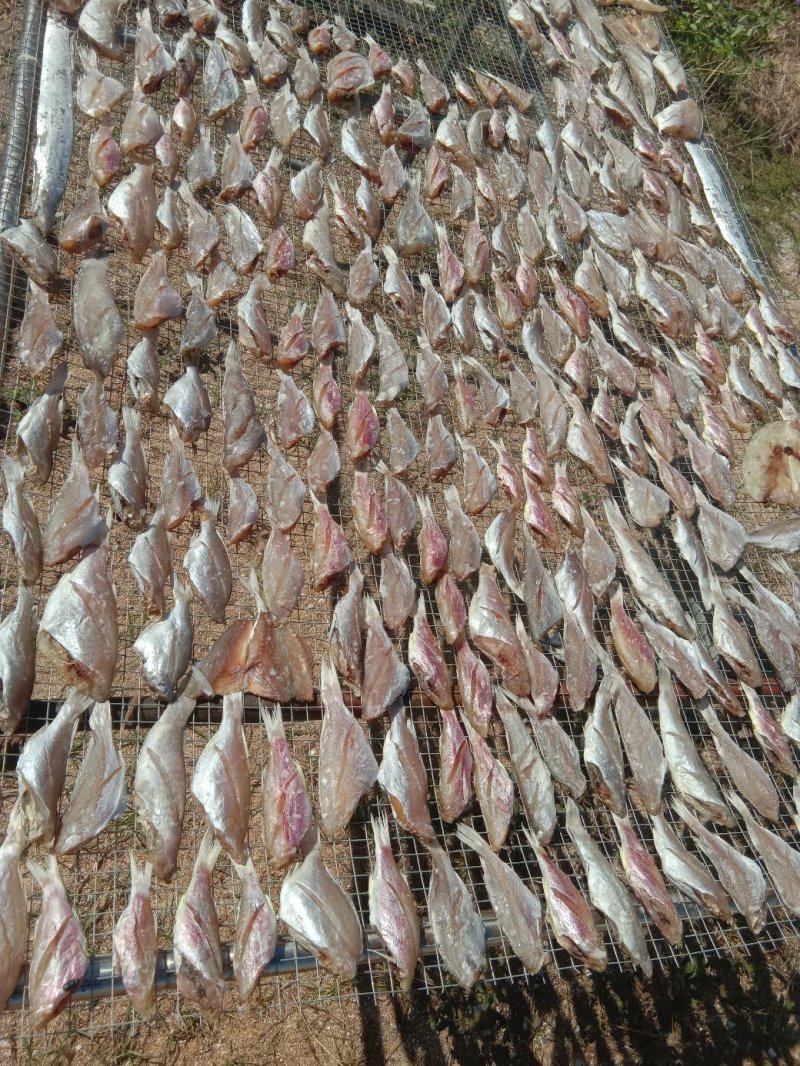 地瓜鱼！海参！油曼！海曼！海蛇！红鱼！马鲛鱼！龙舌鱼！