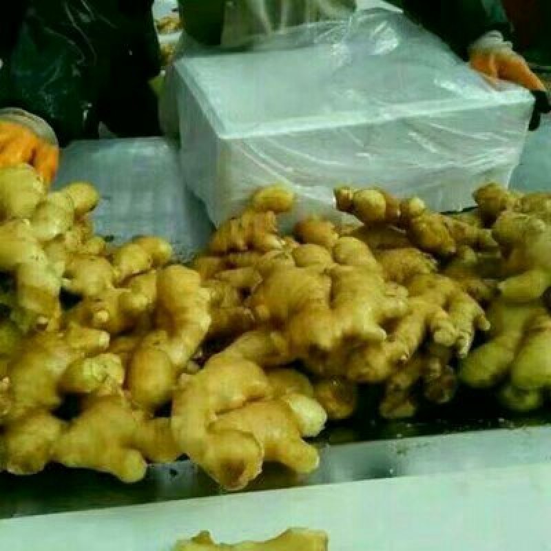 湖北【鲜姜大黄姜】产地批发保质保量沙土姜水洗姜