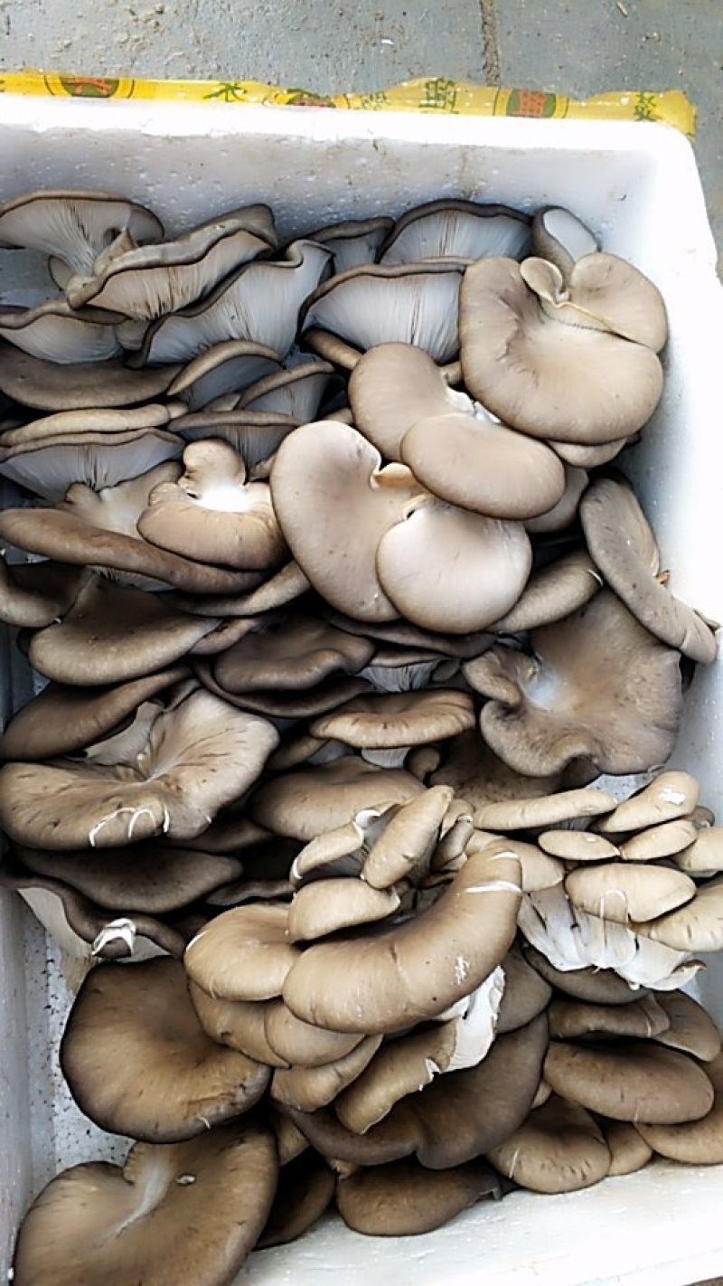 鲜平菇厚5~7cm浅灰色