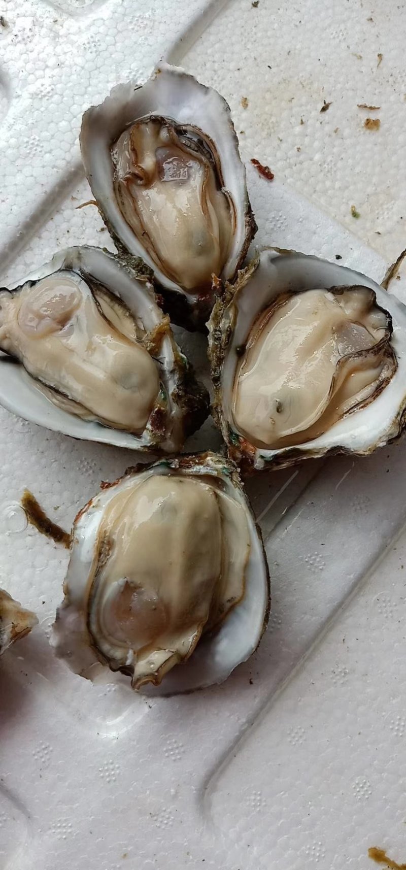 湛江生蚝黄金贝一手批发
