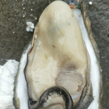 湛江生蚝黄金贝一手批发