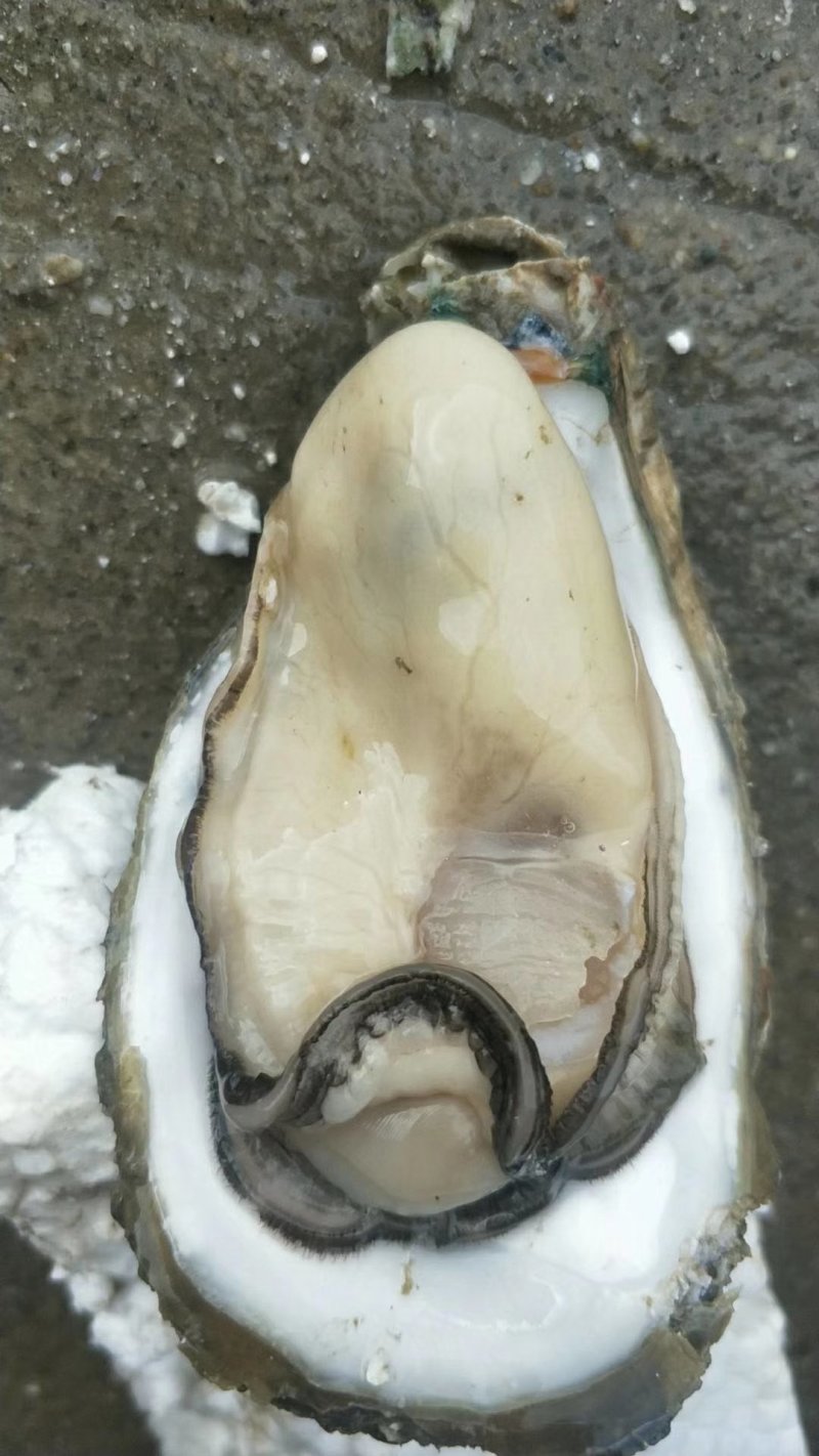 湛江生蚝黄金贝一手批发