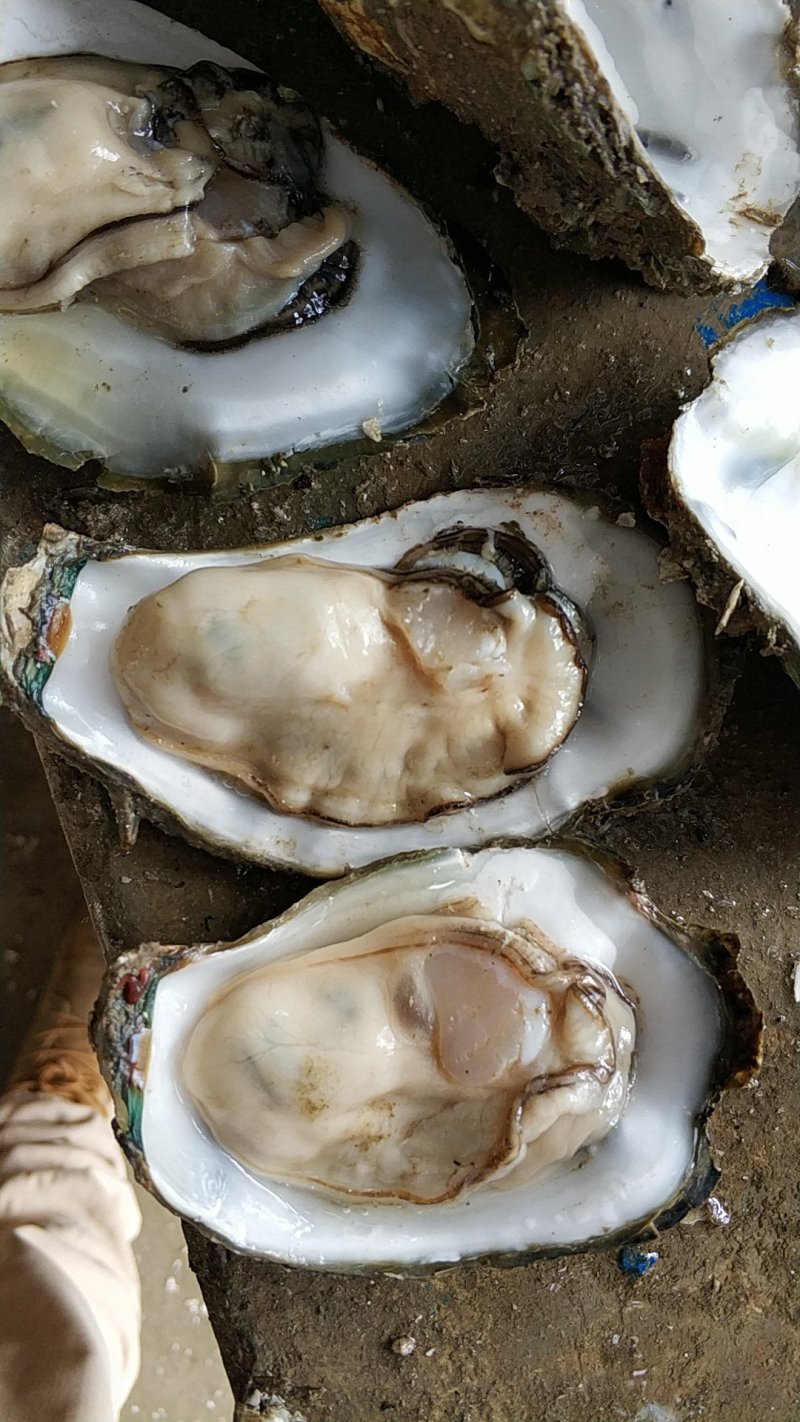 湛江生蚝黄金贝一手批发