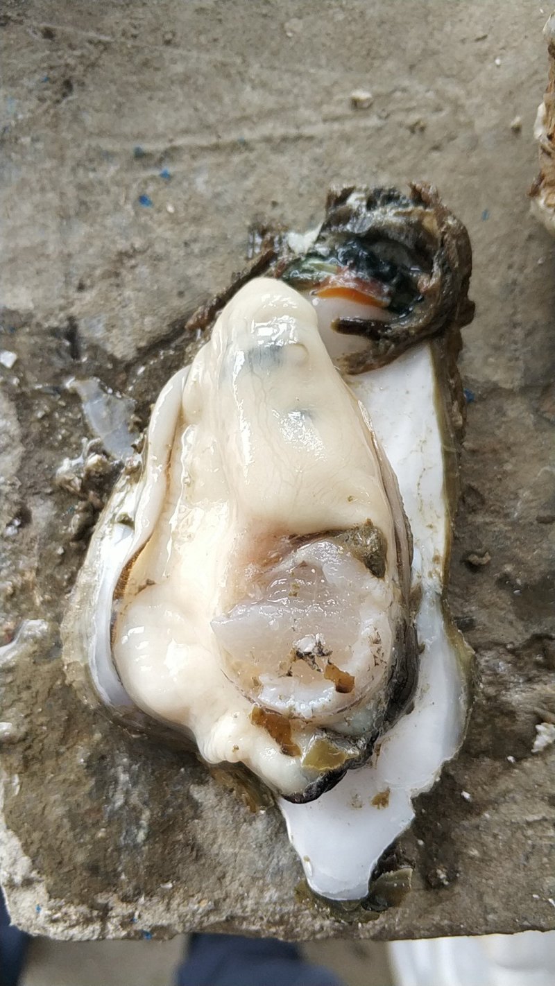 湛江生蚝黄金贝一手批发