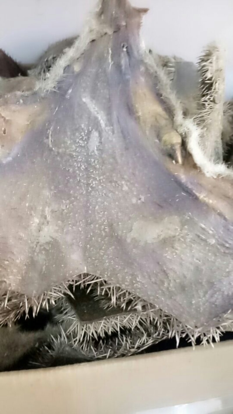 刺猬皮常年经营大货，质量保证
