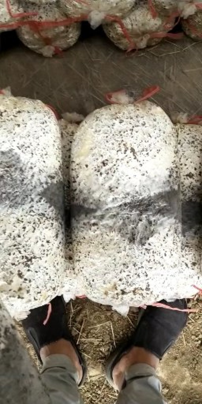 平菇菌棒出售